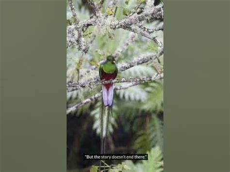  The Quetzal Bird Reveals Enduring Mysteries of Love, Loss, and Transformation!