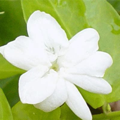 The Story of the Sampaguita: A Blooming Tale of Love and Sacrifice!