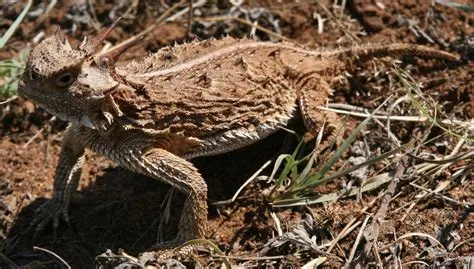  The Hummingbird and the Horned Lizard! A Celebration of Unlikely Friendships and Mexican Folklore.